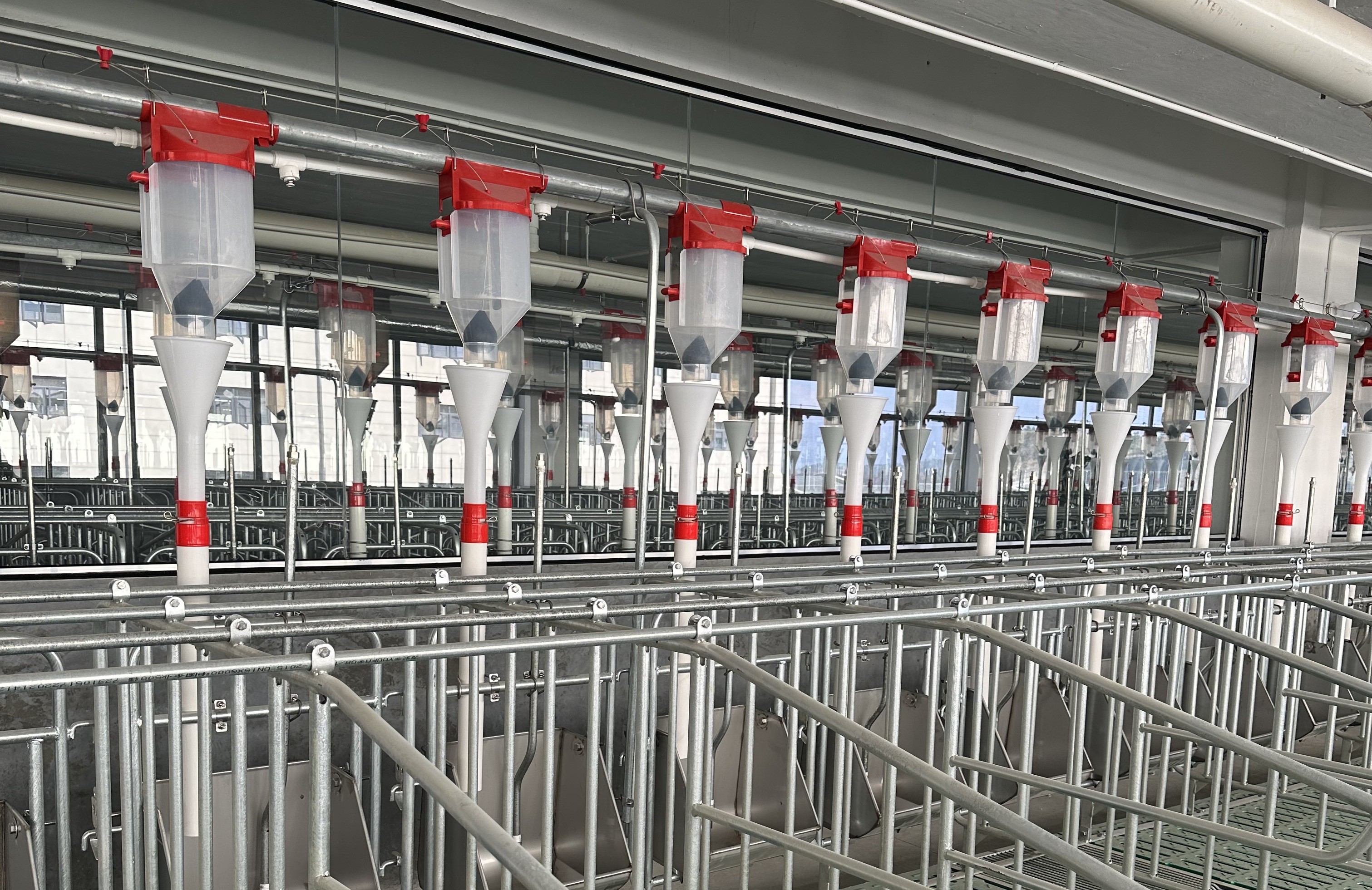 Complete Pig Farm Feeding Tool Solution  Full Automatic Feeding System Automatic Pig Feeding Tool 