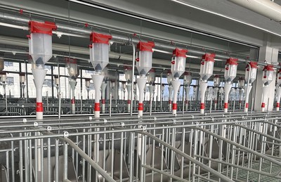 Complete Pig Farm Feeding Tool Solution  Full Automatic Feeding System Automatic Pig Feeding Tool 