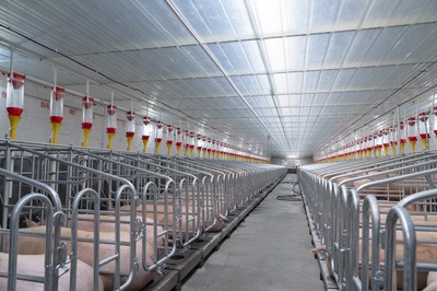 Automatic Poultry Livestock Feed Line System Automated Animal Feeding Equipment for Pig Farm