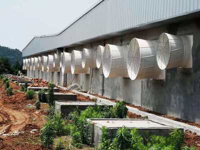 Complete Set Automated Feed Line System  Intelligent Poultry Livestock Feeding Equipment for Sale
